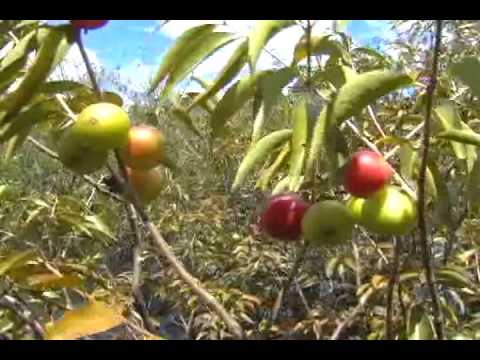 Camu Camu Pure vitamin from the heart of the Peruvian amazon to the world (english) - part 1