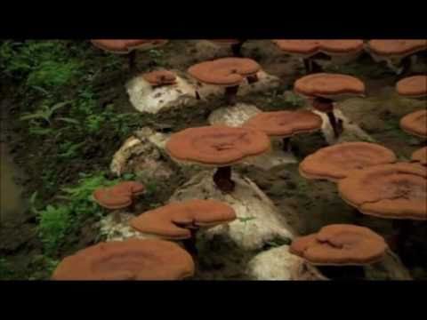 Health Benefits of Ganoderma Lucidum