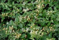 lonicera