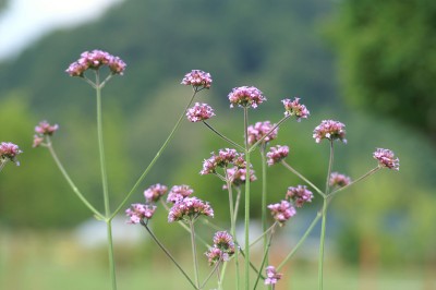 Kljub temu, da je enoletnica, se bo verbena z obilico semen ohranila na vašem vrtu.