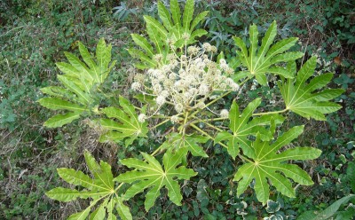 fatsia_japonica