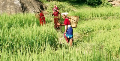 Slika kmetov, ki pridelujejo črni sezam na plantažah Pharmos Natur v Nepalu. Kmetom, vključenim v projekt, zagotavljajo tudi šolanje in usposabljanje, njihovim družinam pa pomagajo z investiranjem v izgradnjo bivališč, vodovoda, električne napeljave, medicinskih in šolskih ustanov. Družine so vzpodbudili tudi k samostojni pridelavi hrane in jih podučili o zdravem prehranjevanju.