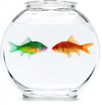 fishbowl2