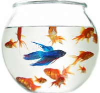 fishbowl3