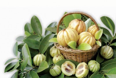 garcinia_cambogia