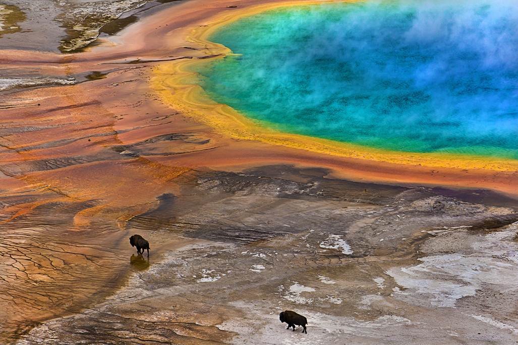 Foto: Lukas Gawenda; Yellowstonski narodni park, Wyoming, ZDA - BIZONI NA POTEPU