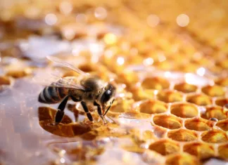 Ohranimo čebele, prostorska postavitev Closeup view of fresh honeycomb with bee
