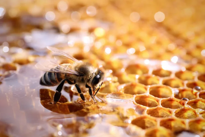 Closeup view of fresh honeycomb with bee