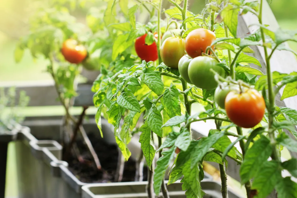 Container vegetables gardening. Vegetable garden on a terrace. Herbs, tomatoes growing in container .