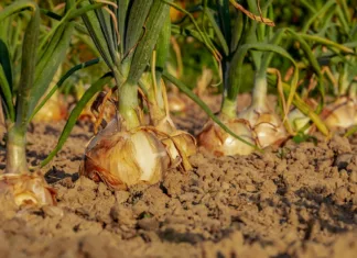 Katere vrtnine saditi skupaj in katerih ne? To so dobri in slabi sosedje onion, fields, field