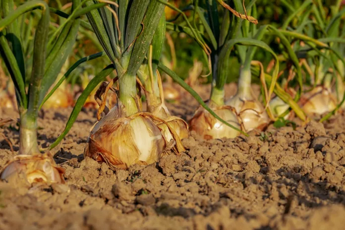 onion, fields, field