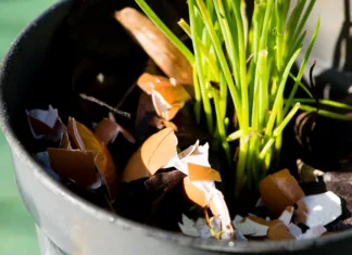 Jajca za zajtrk, v pecivu, za kosilo … kaj pa lupine? Uporabite jih na vrtu recikliranje uporaba jajčnih lupin na vrtu
