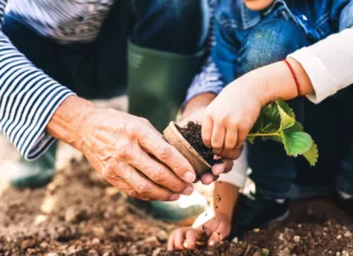 3 razlogi, zakaj se lotiti vrtičkanja in nasveti za vrtiček na balkonu Unrecognizable senior man with his grandaughter planting a seedling on allotment. Man and a small girl gardening.