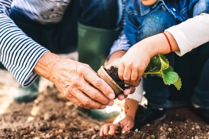 Unrecognizable senior man with his grandaughter planting a seedling on allotment. Man and a small girl gardening.