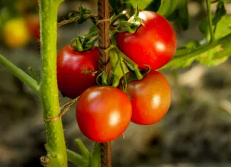 Poškropite vrtnine z razredčenim mlekom proti glivičnim obolenjem Closeup of ripe tomato bunch growing at domestic backyard garden.