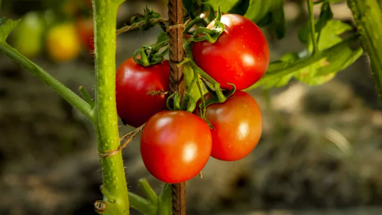 Closeup of ripe tomato bunch growing at domestic backyard garden.