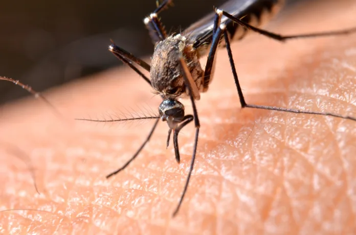 Macro of virulent mosquitoes on human skin.Mosquitoes are carriers of malaria and Encephalitis.