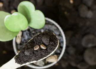 Uporaba kave in kavnih usedlin v gospodinjstvu Closeup used coffee grounds in wooden spoon Recycling symbol on coffee grounds - Concept of ecology and recycling
