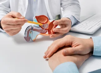 Rak prostate: Simptomi, dejavniki tveganja in pomen zgodnjega odkrivanja Prostate disease and treatment. Male reproductive system anatomical model in doctors hands close-up during consultation of male patient with suspected bacterial prostatitis