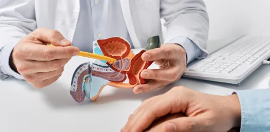 Prostate disease and treatment. Male reproductive system anatomical model in doctors hands close-up during consultation of male patient with suspected bacterial prostatitis