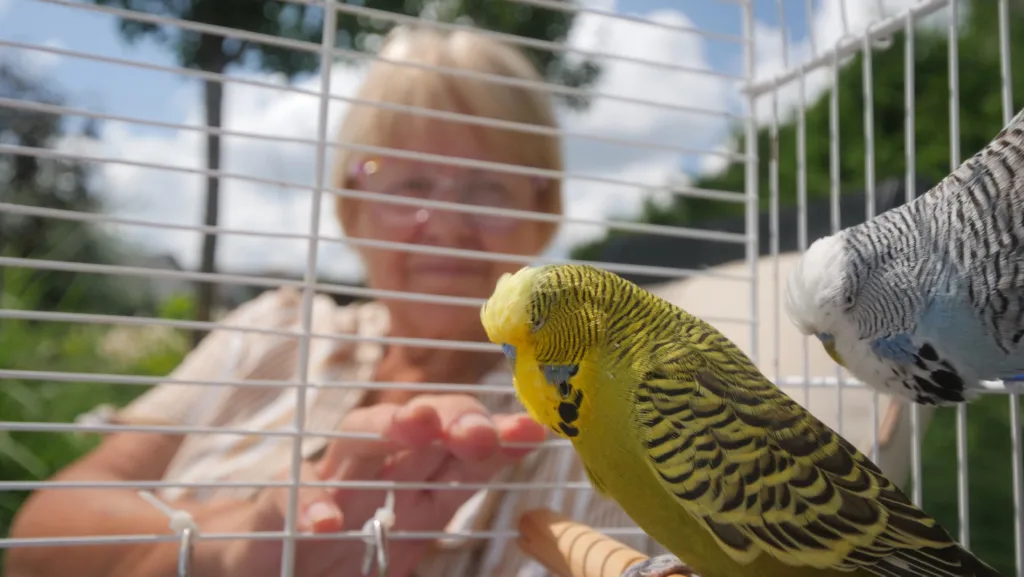 A woman is seen interacting with her two budgerigars inside their cage. The colorful parakeets, one yellow and the other blue and white, are perched closely together on a wooden perch. The serene outdoor setting, with the woman reaching into the cage and the birds in the foreground, captures a tranquil moment of companionship and care.