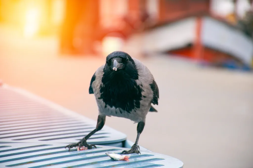 Crow eating fish. Crow with fish in mouth.