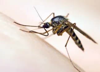 Pri nas potrdili bolezen zahodnega Nila: bi se morali bati? Macro of a mosquito sucking blood