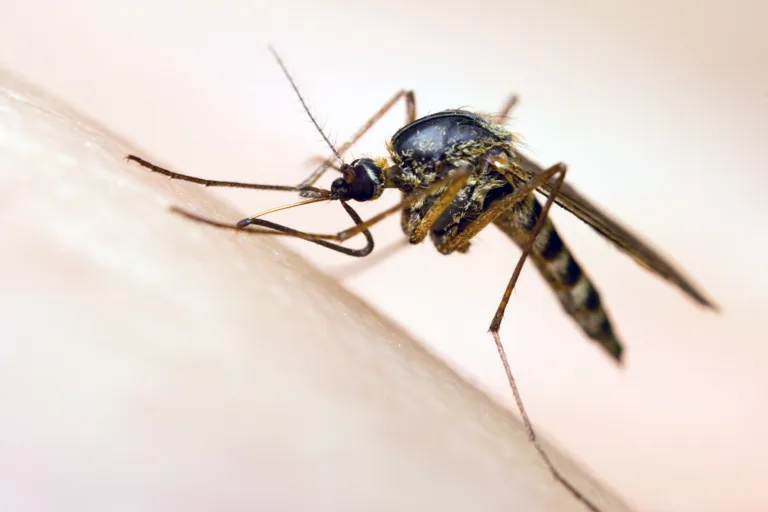 Macro of a mosquito sucking blood