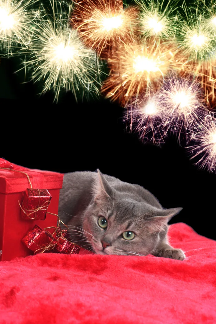 Anxious cat at New Years Eve with fireworks