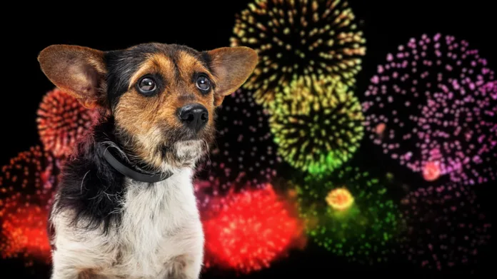 Small nervous dog afraid of loud Fourth of July fireworks display