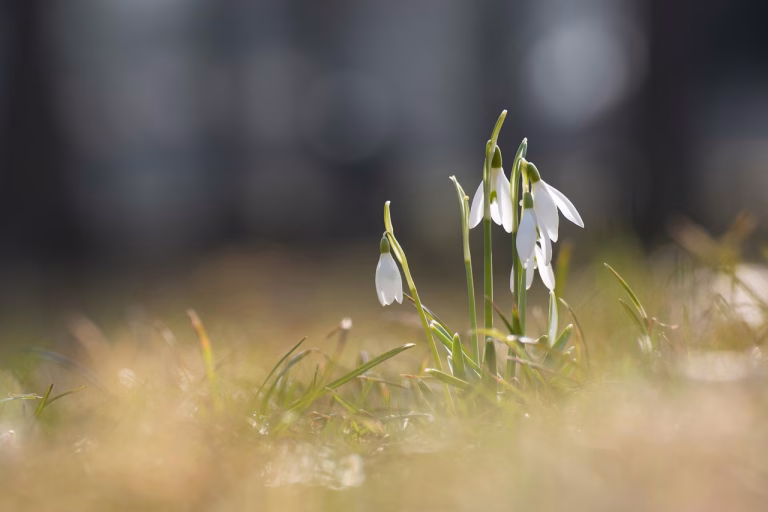 flowers, snowdrop, flower background, flower wallpaper, bloom, spring, nature, blossom, beautiful flowers, botany, snowdrop, spring, spring, spring, spring, spring