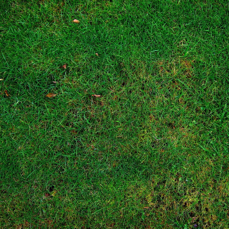 lawn, grass, meadow, texture, yard, garden, park, green, green grass, nature, grassy, field, lawn, grass, grass, grass, grass, grass, texture, texture, garden, garden, park, park