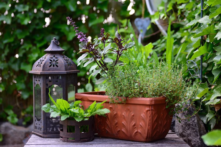 basil bush basil, thyme, herbs, culinary herbs, herb garden, aroma, herbal plant, medicinal herbs, meal, healthy, taste, garden, balcony, health, green, nature, plant