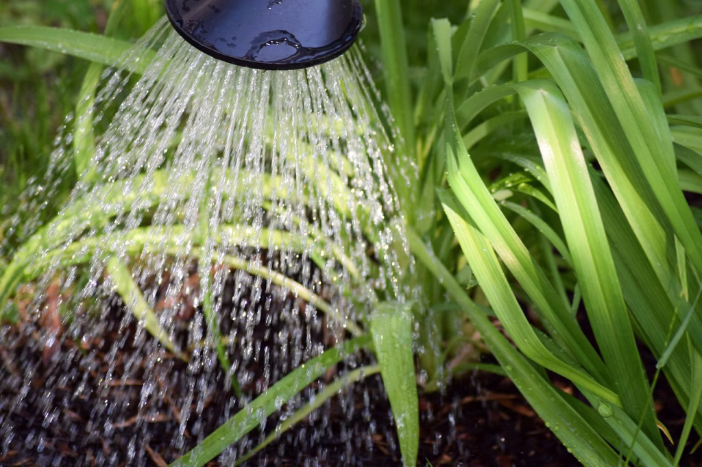 flower casting, plant watering, to water, water, gardening, garden, nature, environment, macro, plant, close up, watering can, green, white, leaf, irrigation, dryness, watering can, watering can, watering can, watering can, watering can, irrigation, irrigation, irrigation