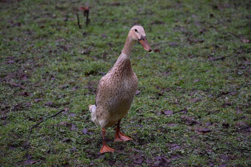 indian runner duck, duck, bird, waterfowl, water bird, aquatic bird, animal, plumage, garden, nature, closeup