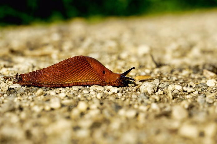 nature, nudibranch, snail, animal, mollusc, land snail, nudibranch, snail, snail, snail, snail, snail