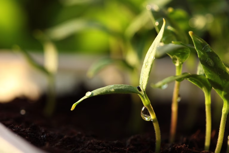 germinate, nature, seeds, plants, seed, green, soil, germination, grow, spring