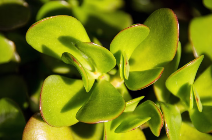 jade plant, crassula ovata, succulent, green, leaves, nature, garden, plant