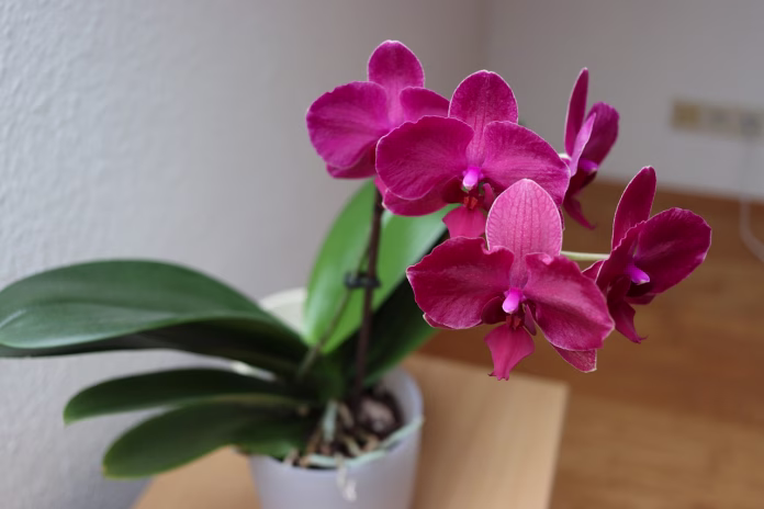 orchid in the house, orchid flower, orchid, pink orchid, home