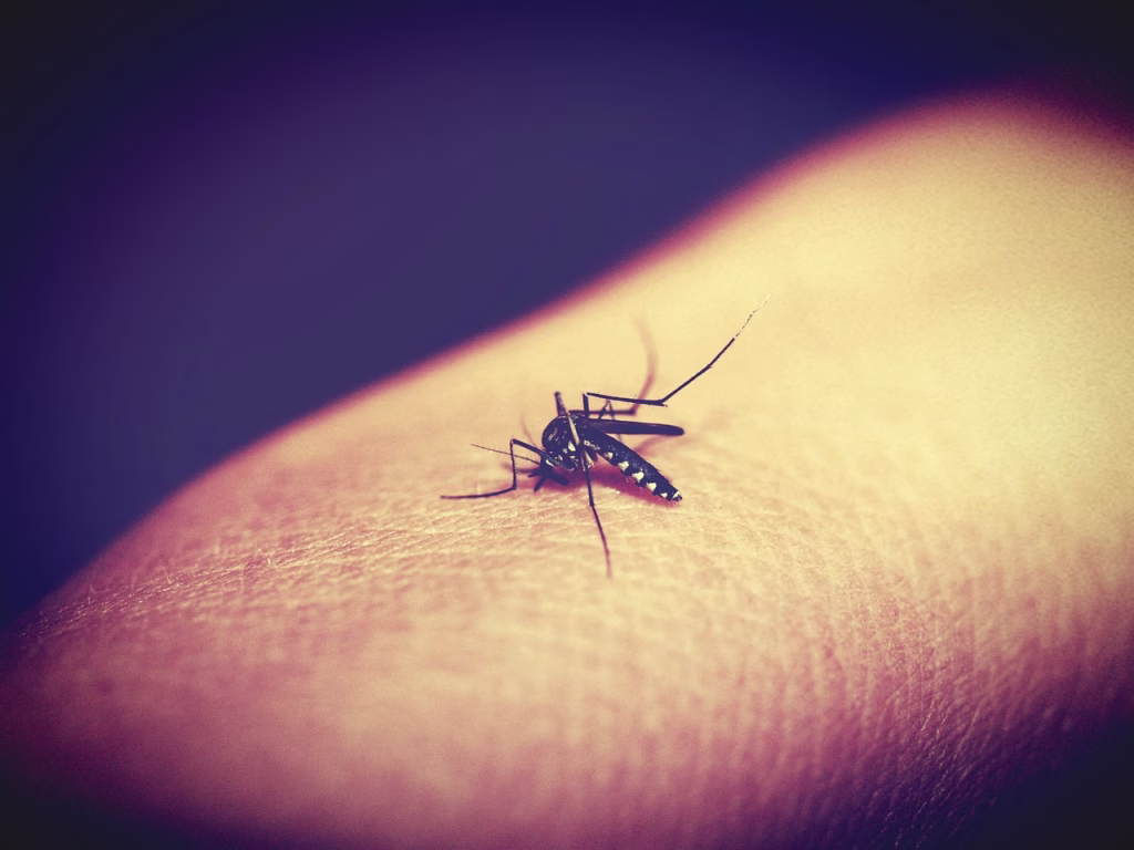 animal, biology, bite, black, bloodsucker, bug, carrier, dengue, detail, dipterus, disease, epidemic, fauna, feeding, gnat, haustellum, health, human, infectious, insect, macro, macro nature, magnification, malaria, medical, medicine, mosquito, nature, needle, pain, parasite, parasitic, pest, sickness, skin, small, sting, stinging, sucker, sucking, summer, tropical, trunk, unhygienic, up, virus, wing