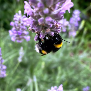 bumble bee, bee, bug, insect, flower background, flower wallpaper, flower, lavander, petals, leaves, nature, beautiful flowers, blossom