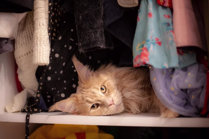 cat, feline, whiskers, pet, domestic, animal, nap, cabinet, clothes