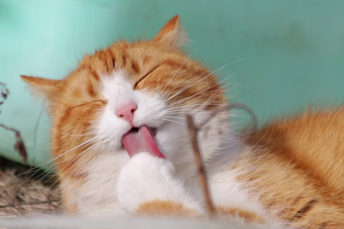 cat, pet, nature, licking, animal, tabby cat, domestic cat, feline, mammal, cute, adorable, portrait