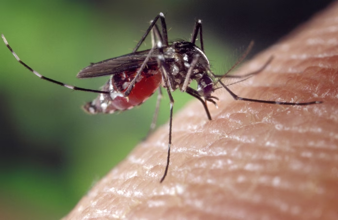 mosquito, female, aedes albopictus, human blood supply, asian mosquito tiger, biting insect, close up, mosquito, mosquito, mosquito, mosquito, mosquito