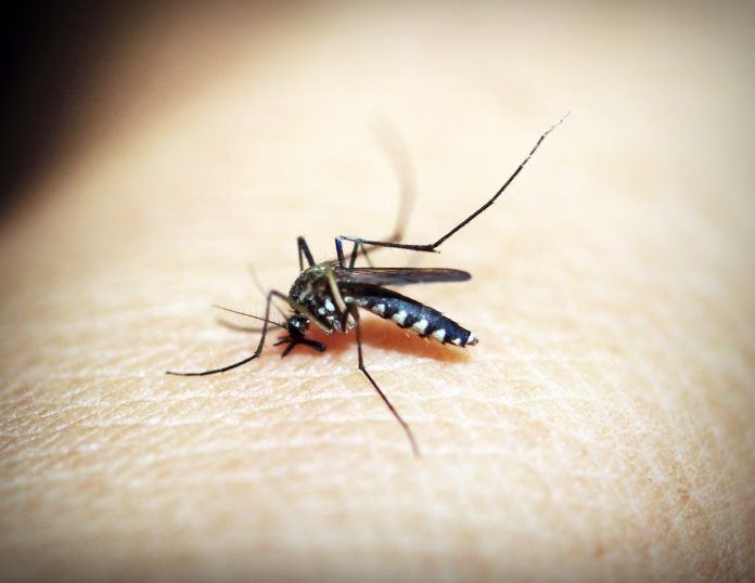 mosquito, malaria, gnat, bite, insect, pain, human, sickness, tropical, sucking, pest, medical, parasitic, macro nature, summer, sucker, disease, epidemic, black, medicine, macro, dipterus, small, sting, feeding, wing, magnification, up, biology, haustellum, bug, parasite, carrier, needle, dengue, bloodsucker, skin, trunk, fauna, infectious, unhygienic, virus, health, nature, detail, animal, stinging
