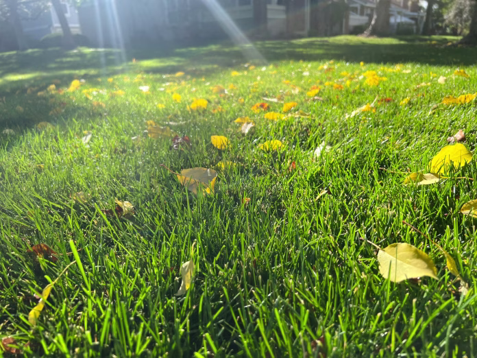 Fall
