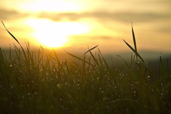 grass-sunrise-sun-nature-backlighting-morning-mood-new-beginning-sunlight-the-atmosphere-stockpack-pixabay grass, sunrise, sun, nature, backlighting, morning mood, new beginning, sunlight, the atmosphere, sunrise, new beginning, new beginning, new beginning, new beginning, new beginning, sunlight, sunlight
