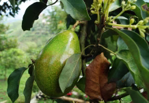 Vzgojite avokado, preprosto je. avocado, tree avocado, avocado, avocado, avocado, avocado, avocado