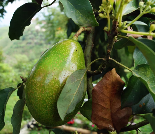 Vzgojite avokado, preprosto je. avocado, tree avocado, avocado, avocado, avocado, avocado, avocado