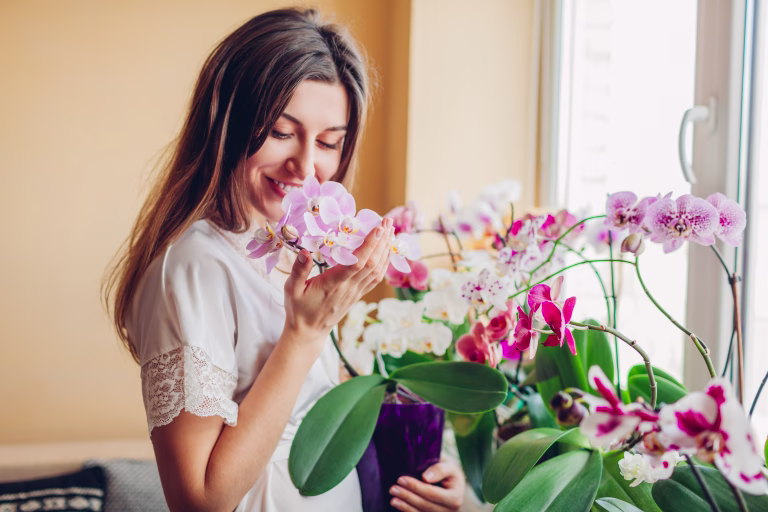 ORCHID ORHIDEJA